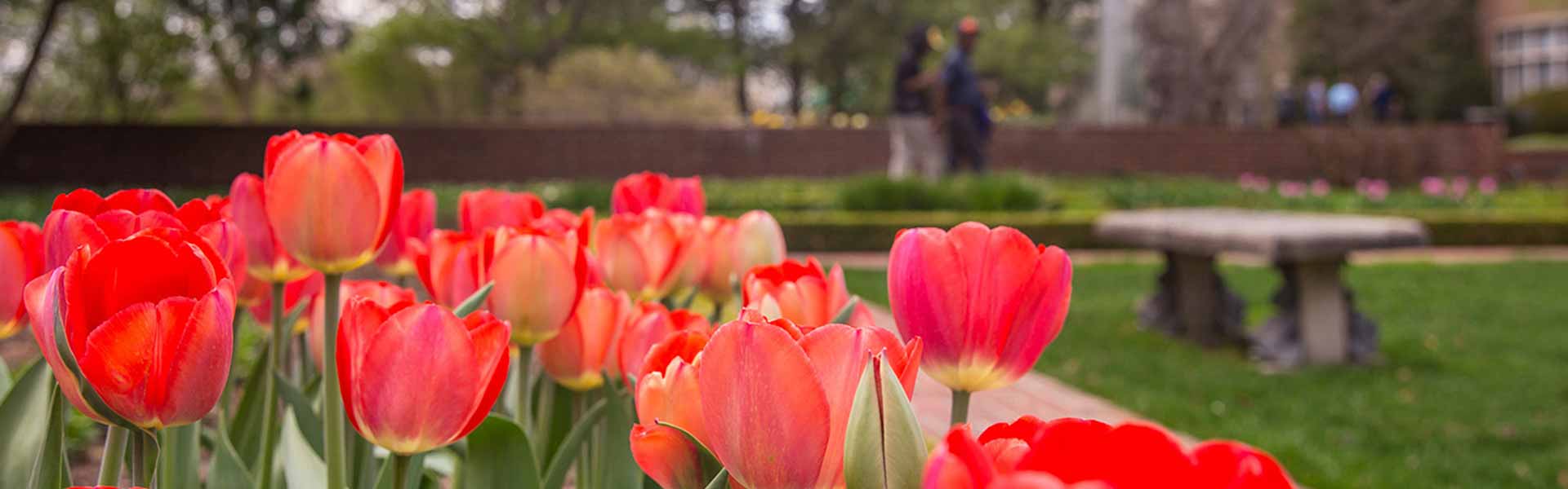 Photo of Tulips in a park.