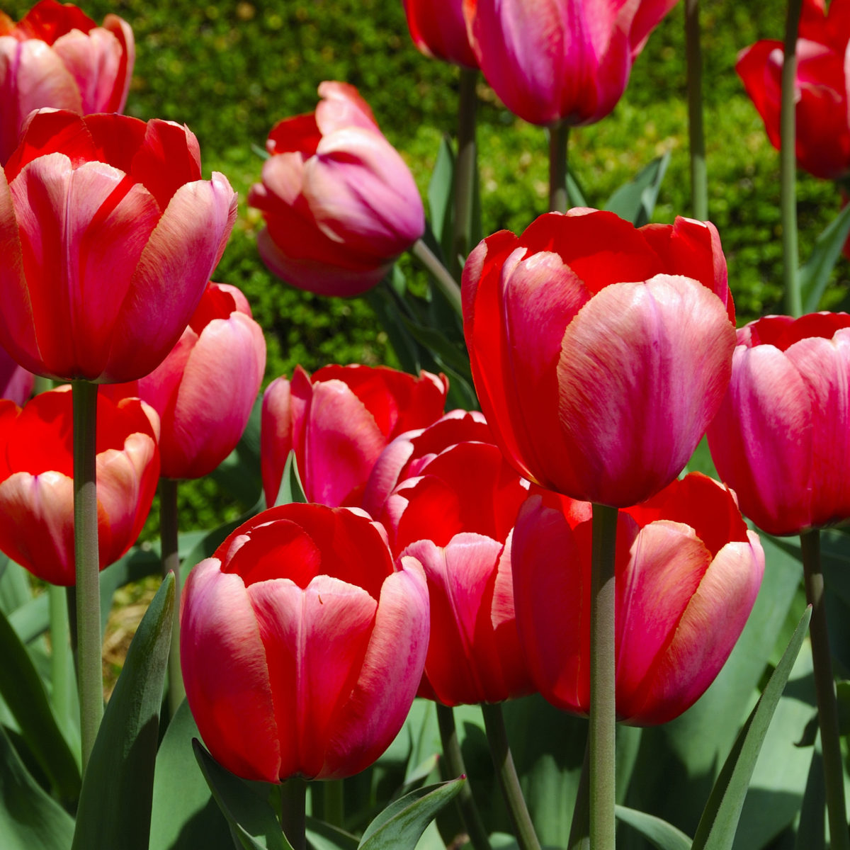 Red tulips at Applewood