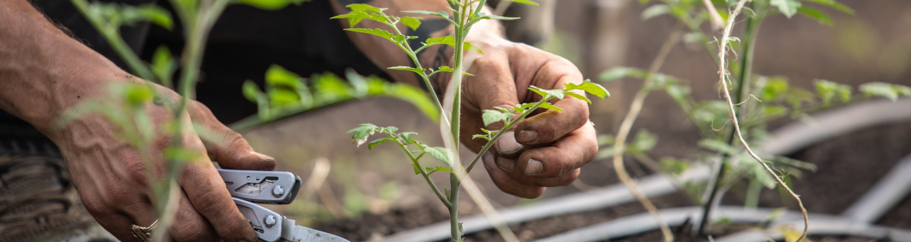 Two hands tie twine to a vegetable plant in a hoop house