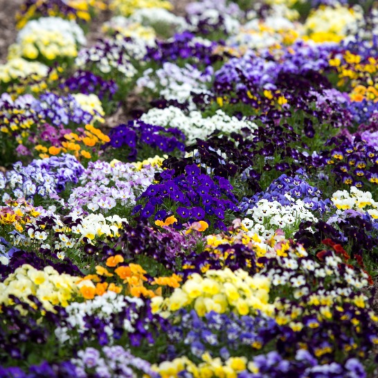 Purple, yellow, and white flowers in the gardens at Applewood