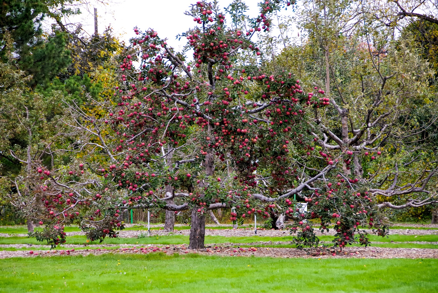 An apple tree filled with apples