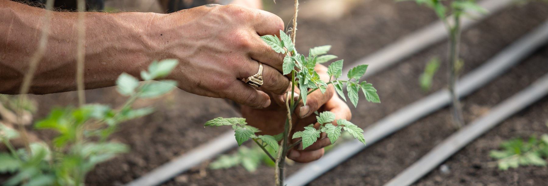 Two hands tie a vegetable plant to twine in a hoop house