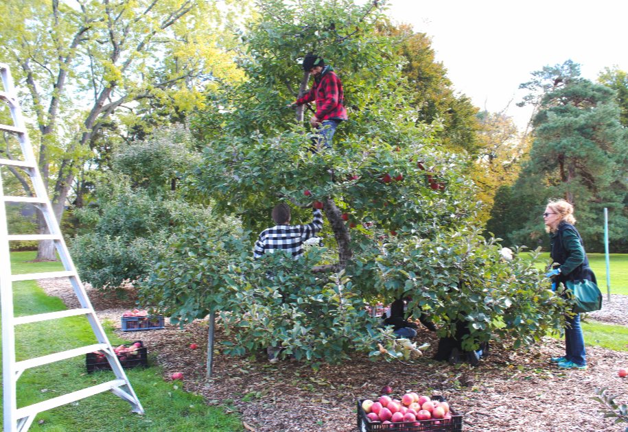 Staff and volunteers picking apples