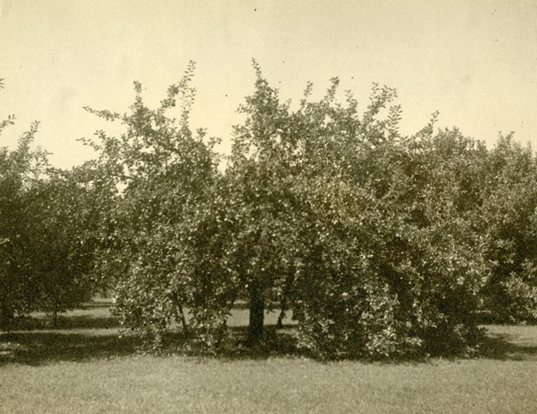 Applewood apple tree in 1920