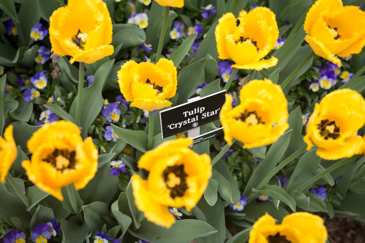 A group of yellow tulips in bloom at Applewood