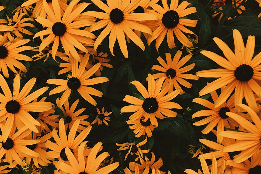 A bunch of yellow daisies.