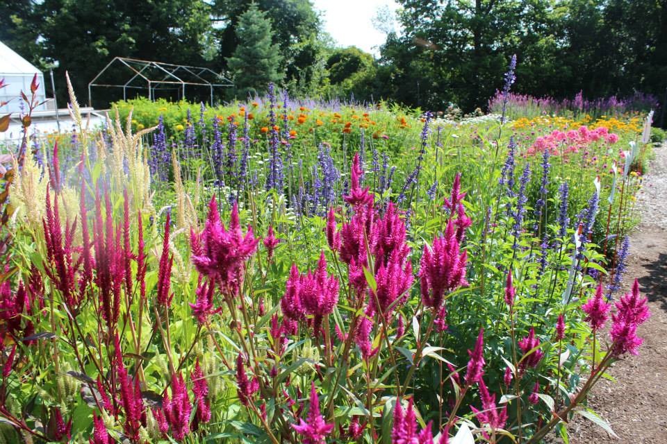 Cut garden at Applewood