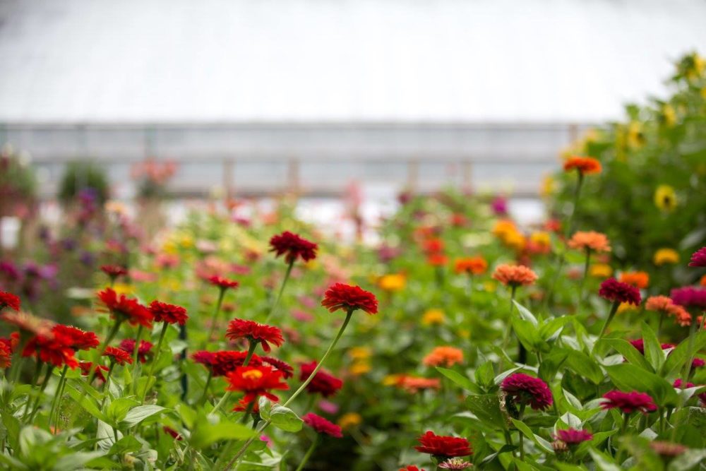 Cut garden at Applewood