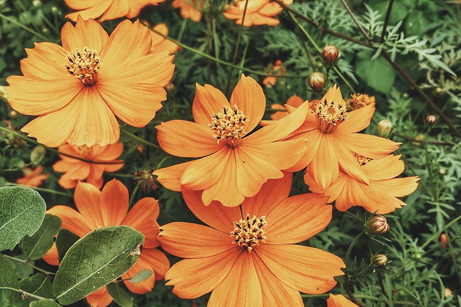 Orange flowers