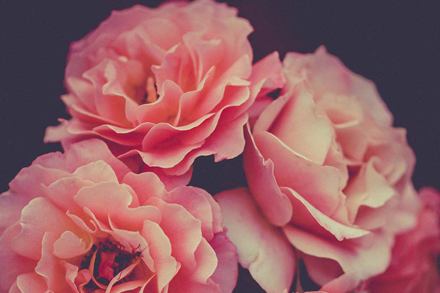 A bunch of pink roses against a dark background.