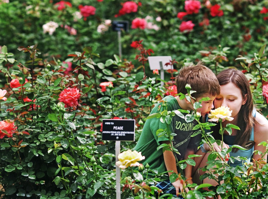 Roses at applewood