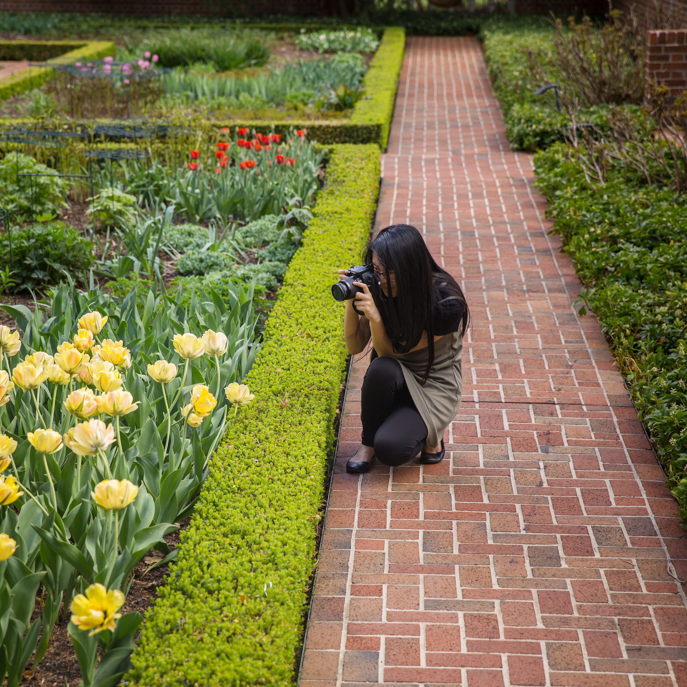 Person photographs yellow tulips