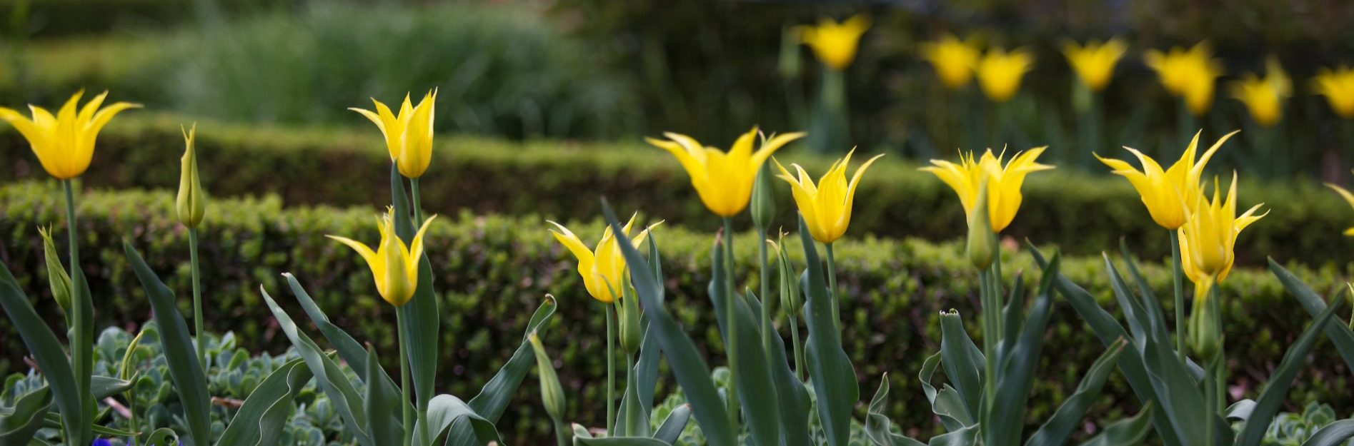 Tulips in the garden