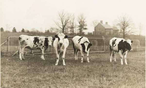 Historic photo of cows at Applewood