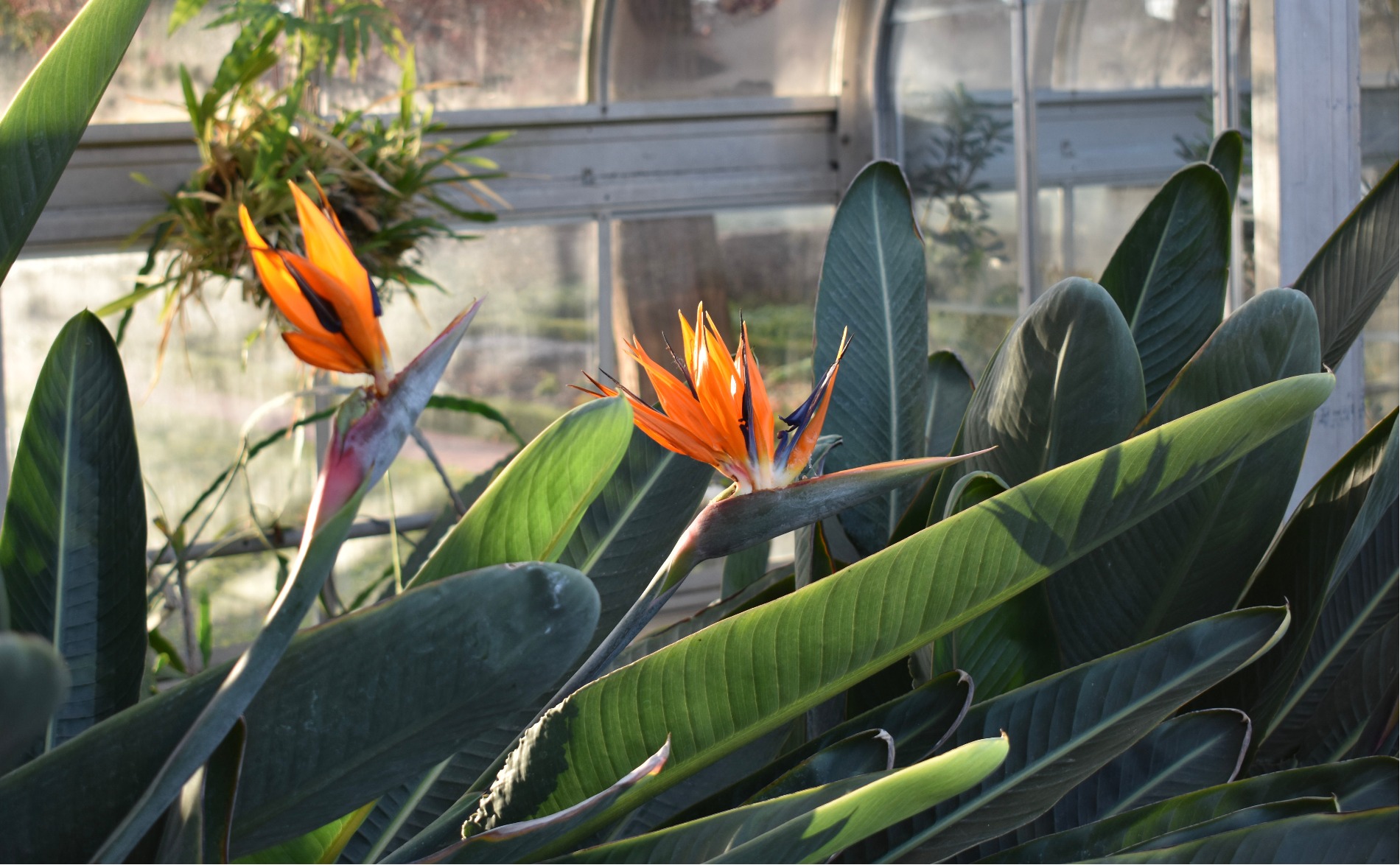 Bird of Paradise flower