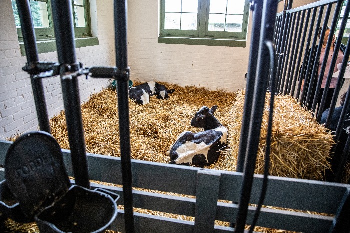 Calves in the historic barn