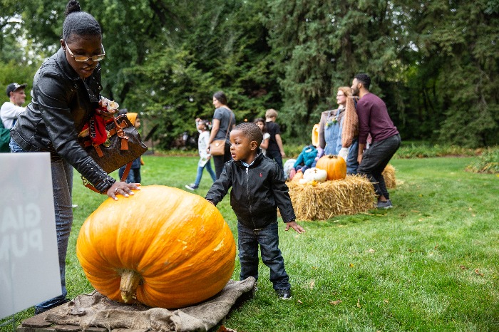 A child touches a giant pumpkin