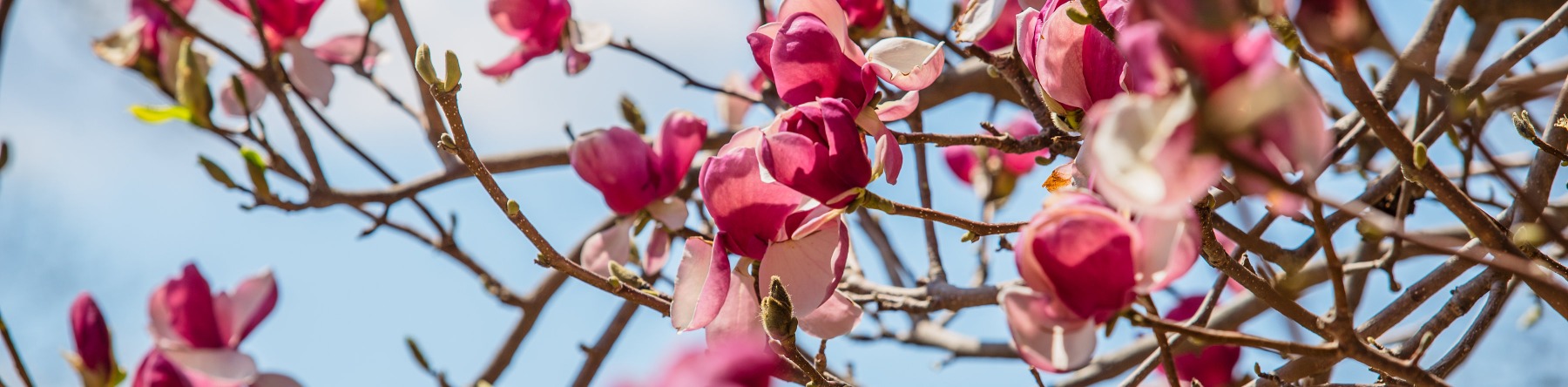 A flowering tree with pink blooms at Applewood