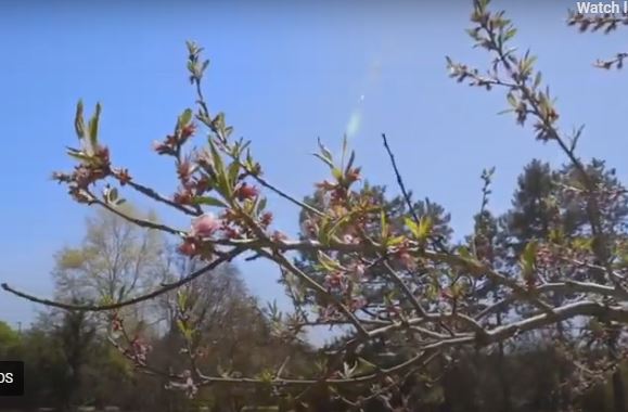 A flowering tree branch