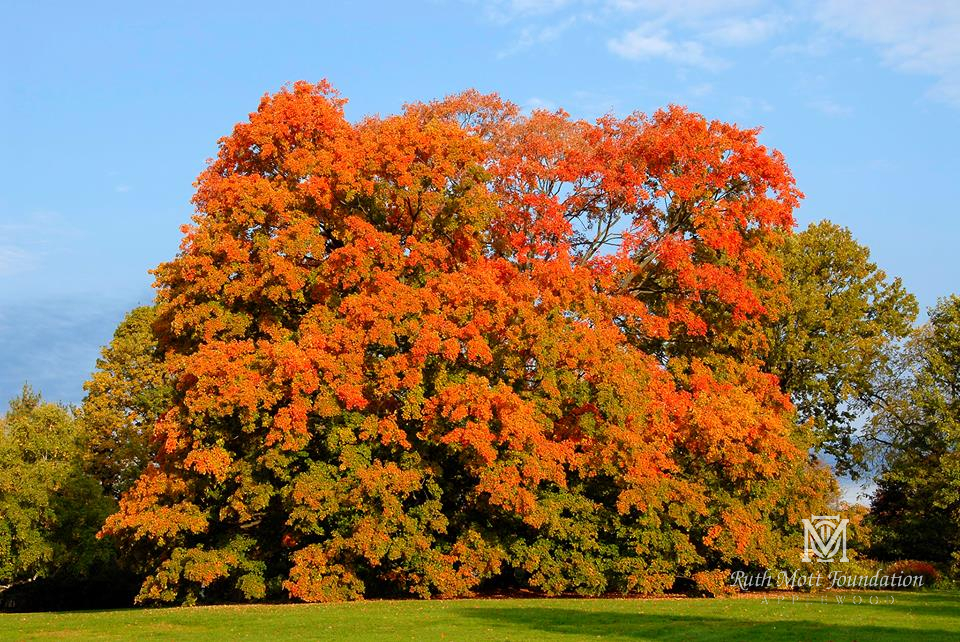 Sugar maple in fall at Applewood