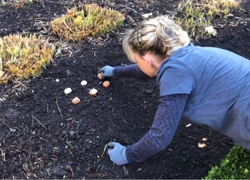 Planting tulip bulbs