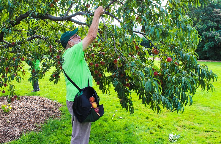 A volunteer harvests peaches at Applewood