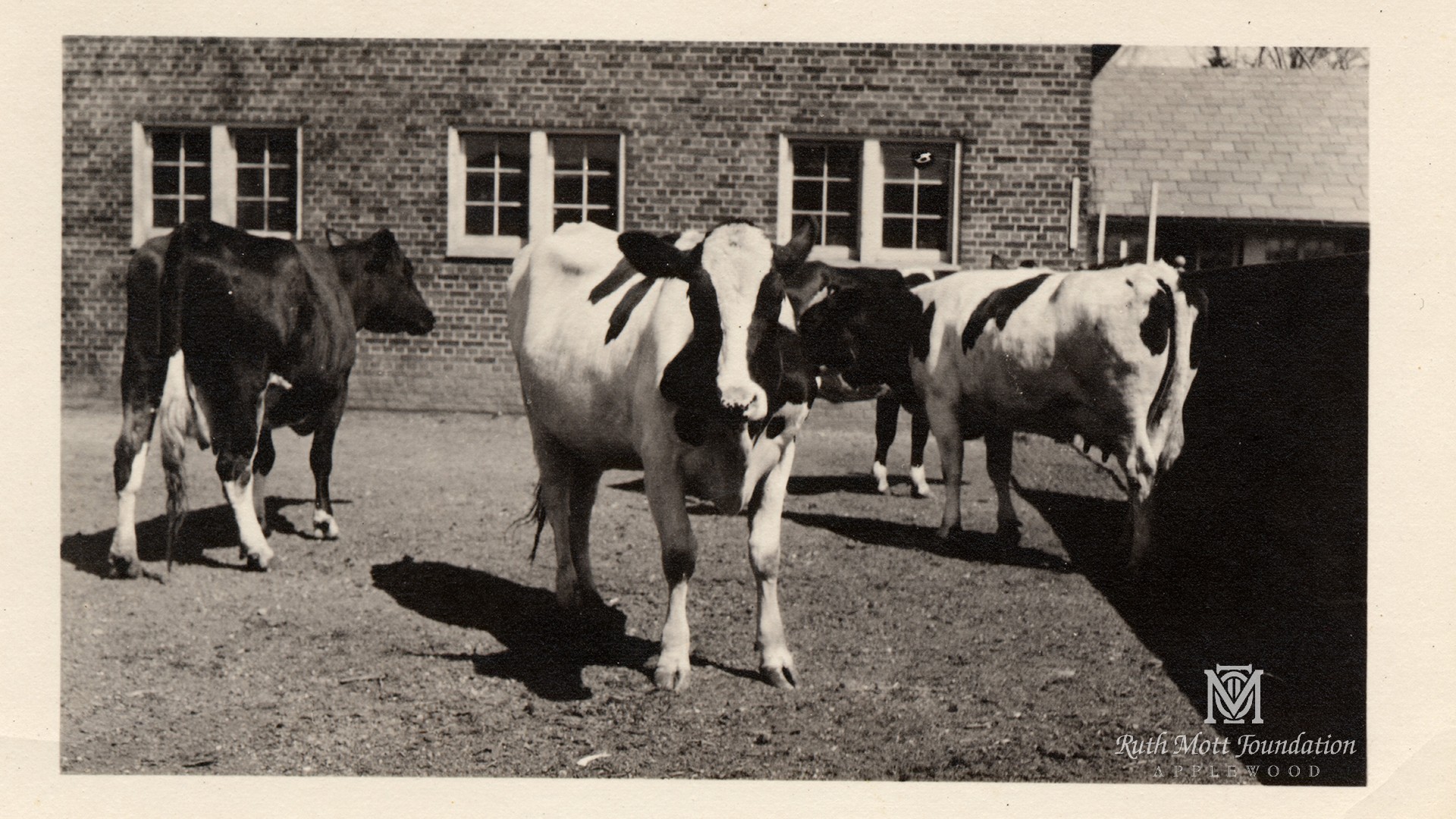 Historic image of cows at Applewood