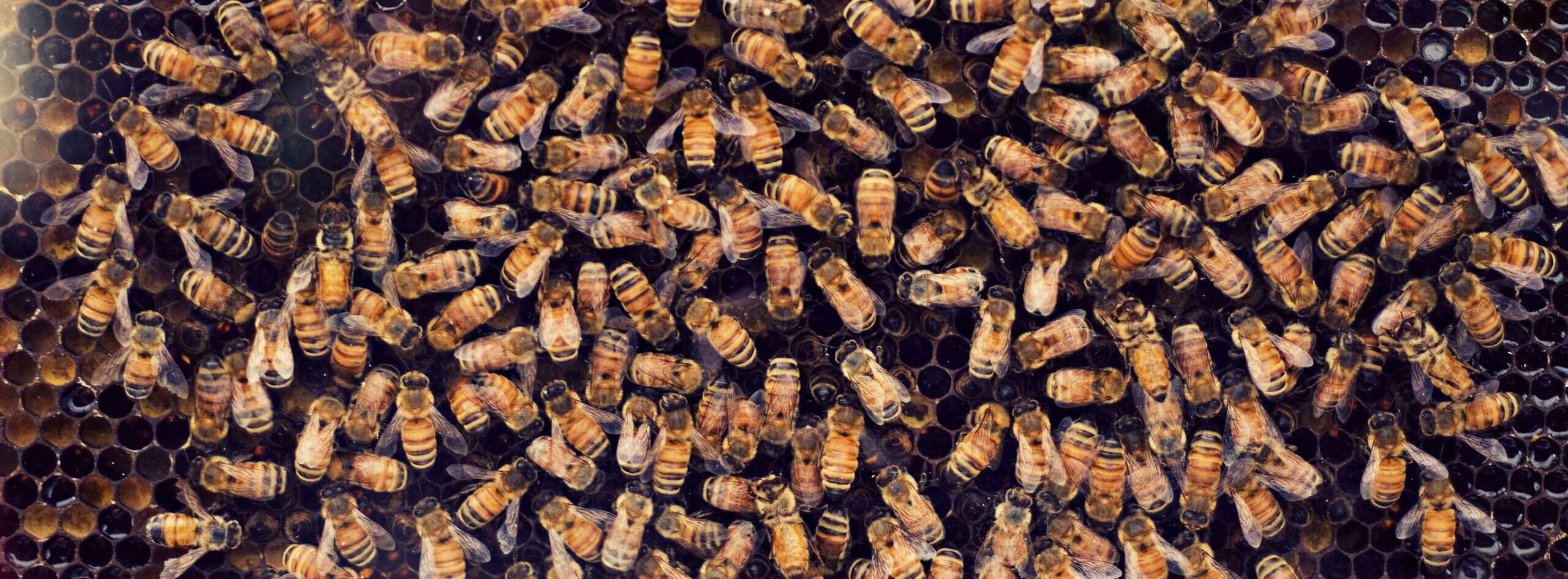 Bee Symposium event cosponsored by the Ruth Mott Foundation.