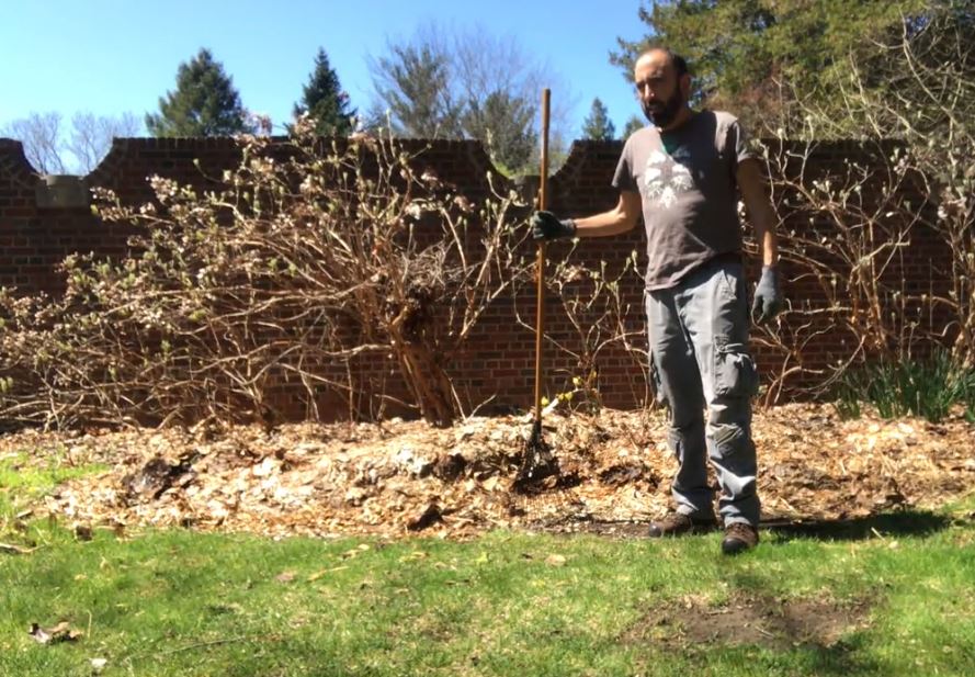 Uncovering a hydrangea bed