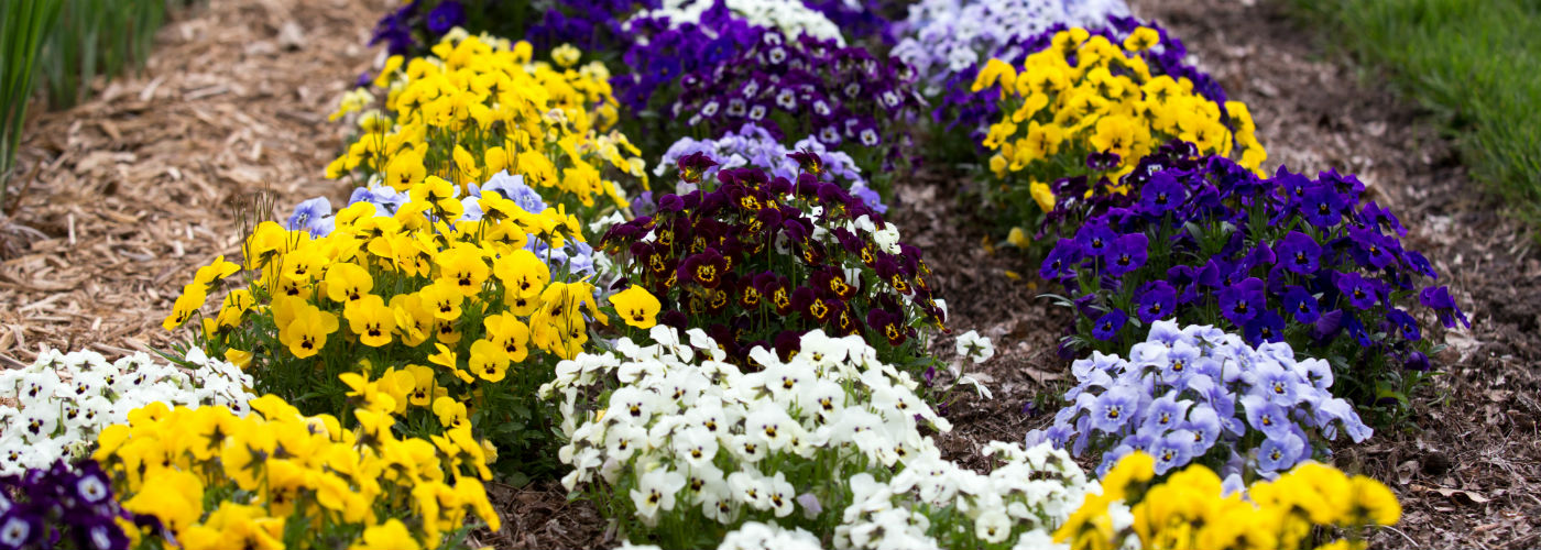 Yellow, white, and purple flowers in the Applewood garden.