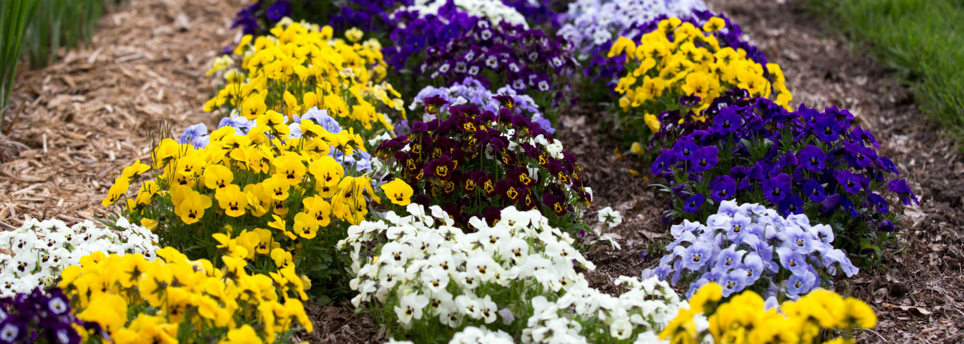 https://www.ruthmottfoundation.org/wp-content/uploads/2020/11/yellow-white-and-purple-flowers-in-the-applewood-garden.jpg