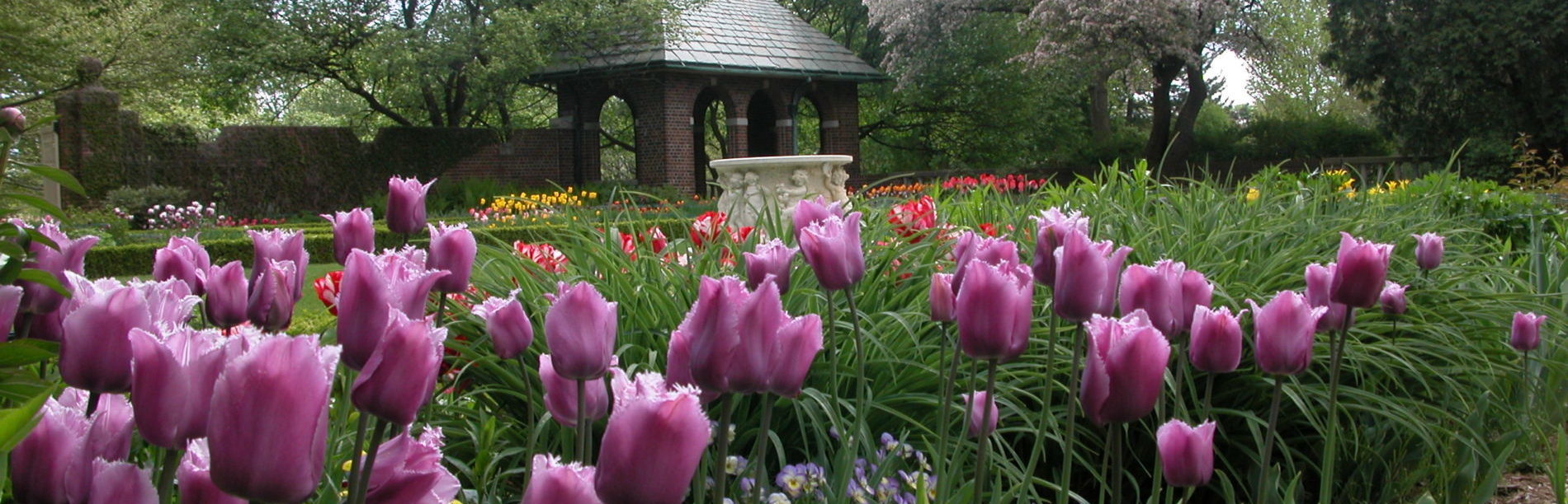 Tulips bloom in the perennial garden