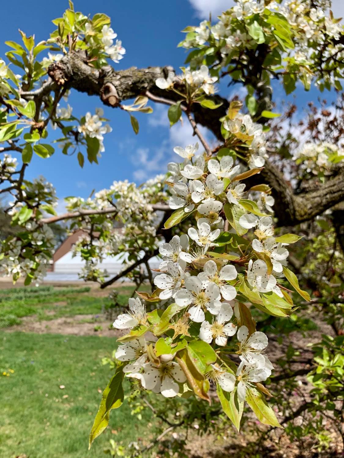 Apple tree blossoming