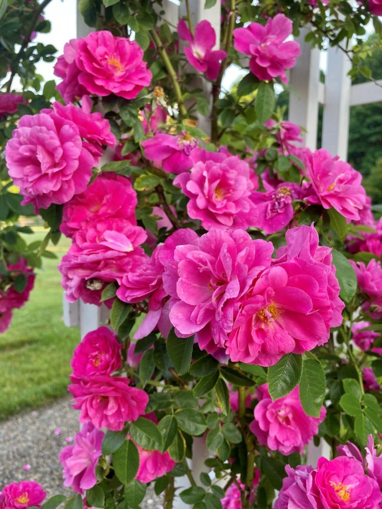 What's in Bloom - Ruth Mott Foundation Rose In Bloom Block Of The Month