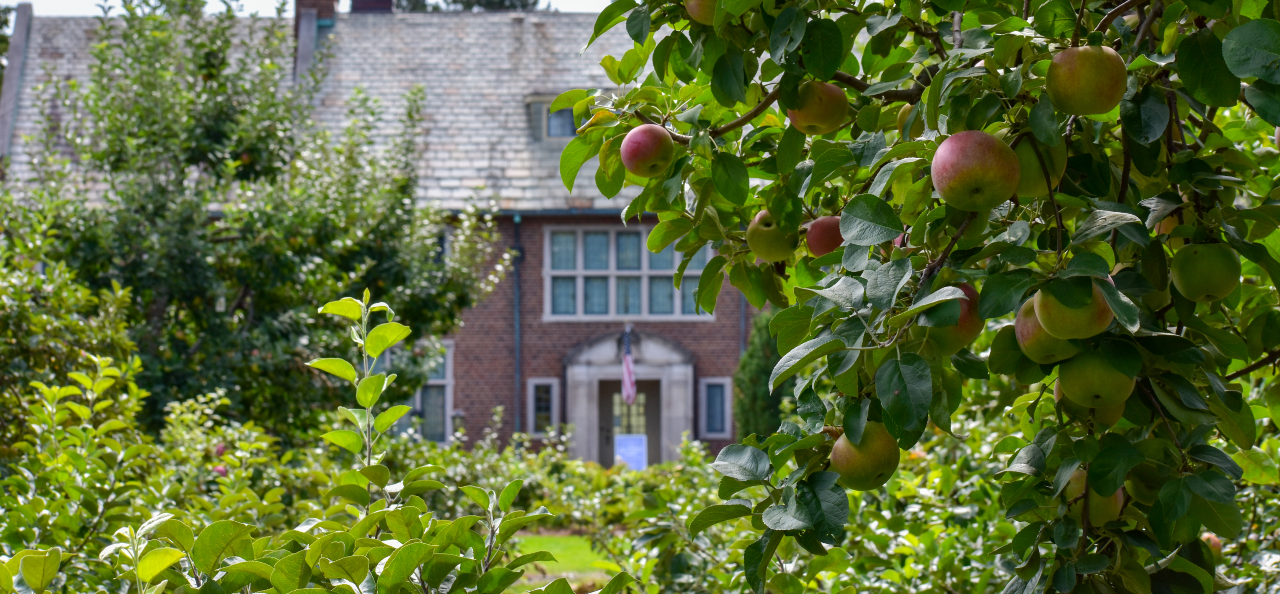 An apple tree in the foreground with the house at Applewood in the background