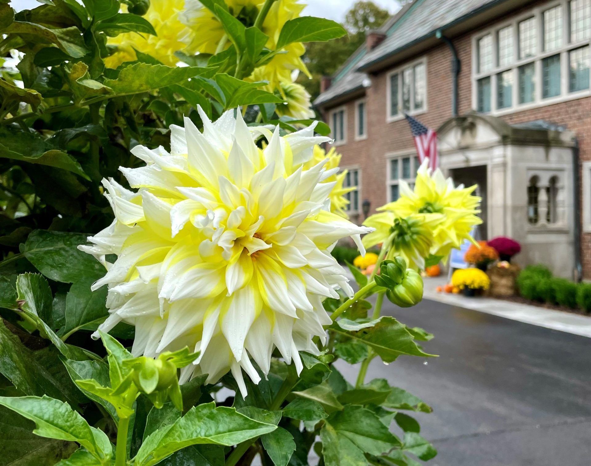 Yellow dahlia in front of the house