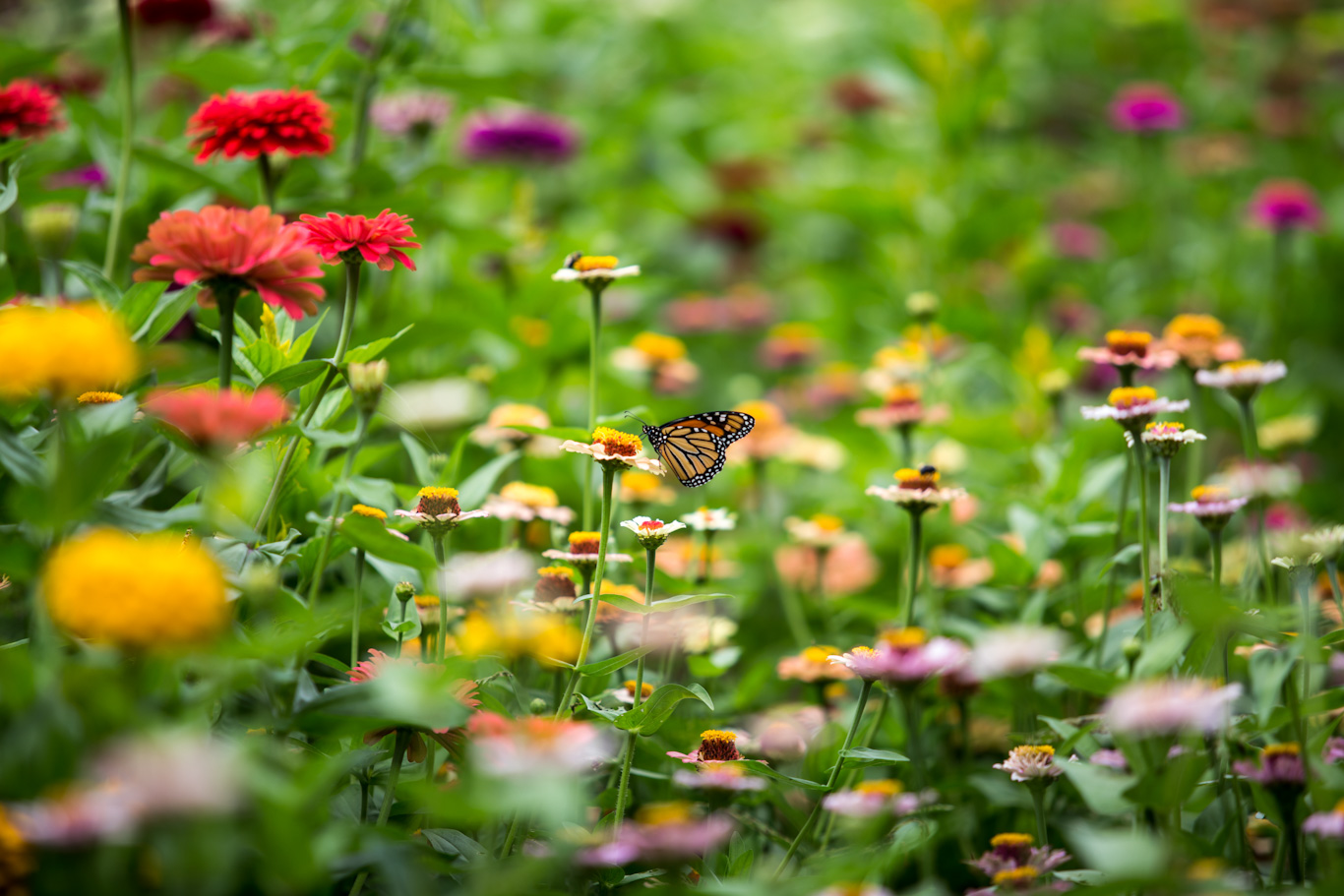 A monarch butterfly is perched on a flower in a garden filled with many colorful flowers.