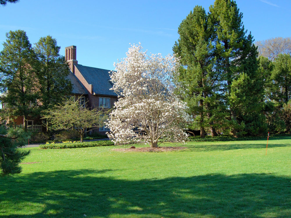 A magnolia tree in bloom on the lawn at Applewood
