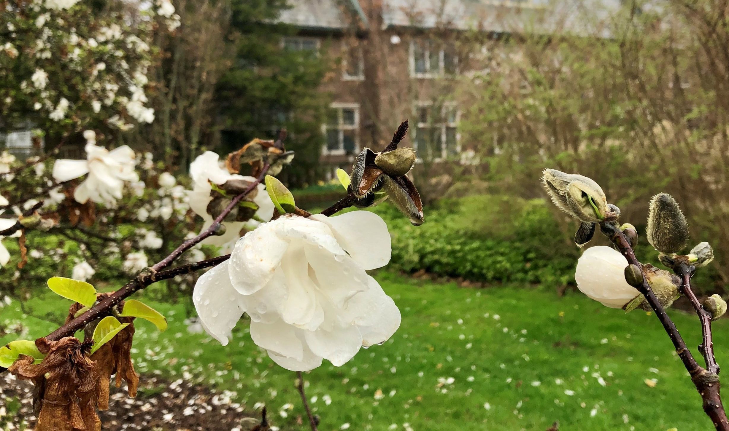 A magnolia bloom in the foreground with the house at Applewood in the background