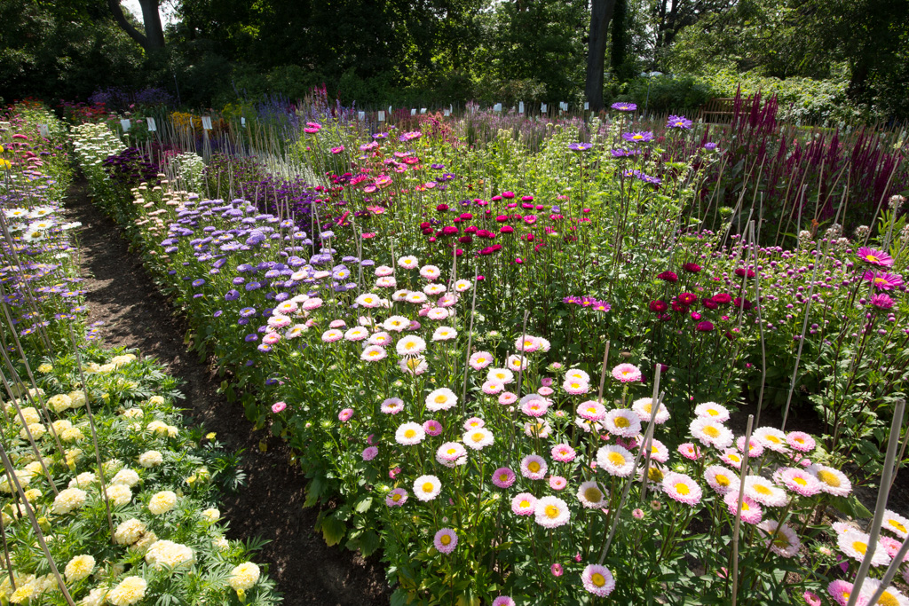 https://www.ruthmottfoundation.org/wp-content/uploads/2022/04/rows-of-colorful-flowers-in-applewood-garden.jpg