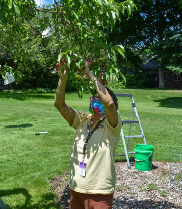 Applewood volunteer assists with thinning a fruit tree