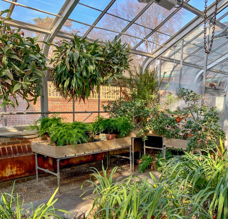 Leafy green plants grow inside the exhibition greenhouse at Applewood