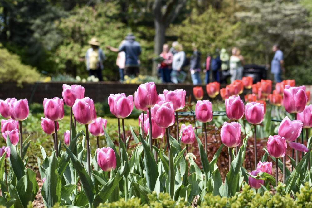 Pink tulips are in the foreground while a group tour takes place in the background.
