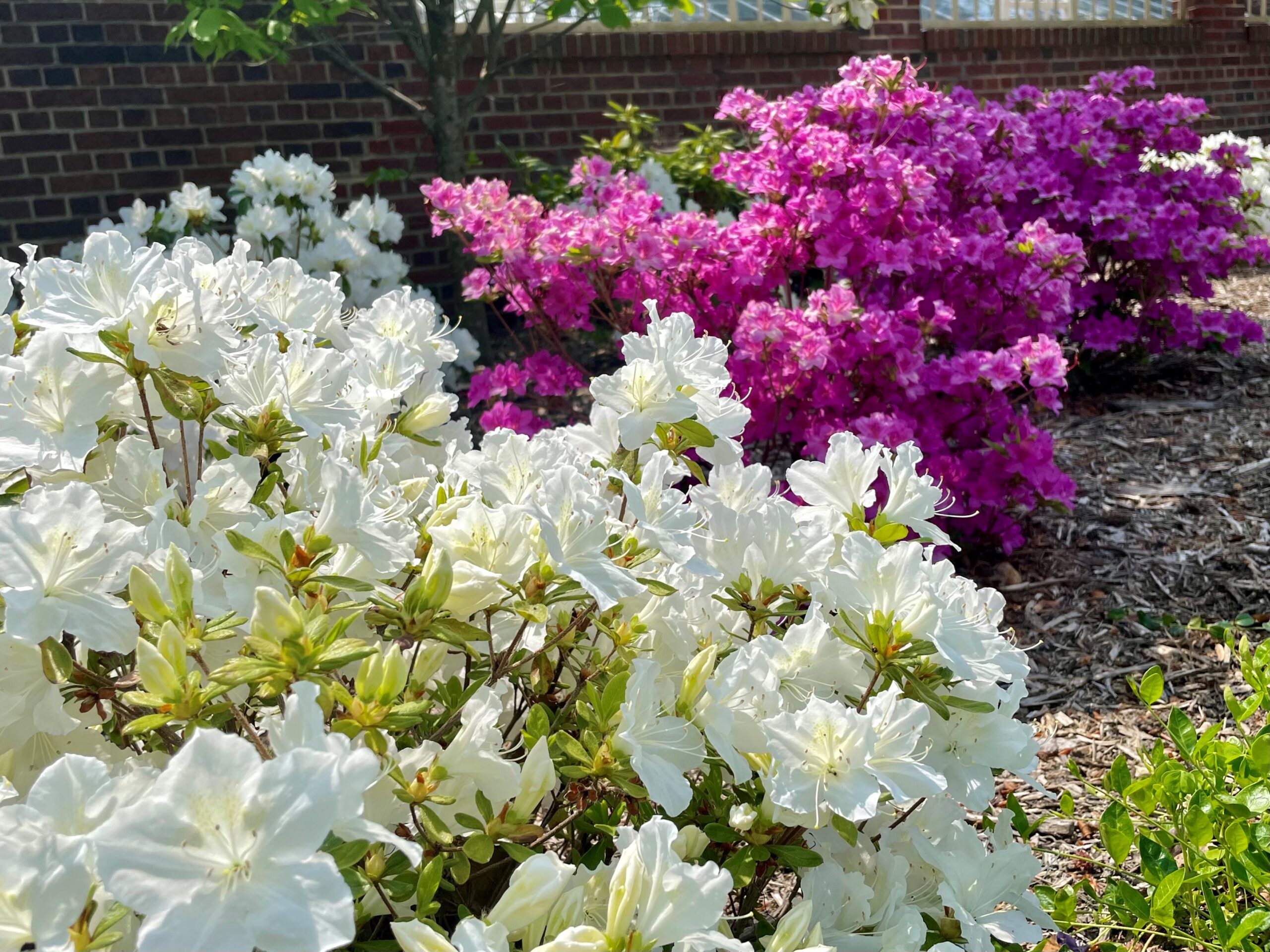 White and bright pink azaleas bloom in front of the historic home at Applewood.