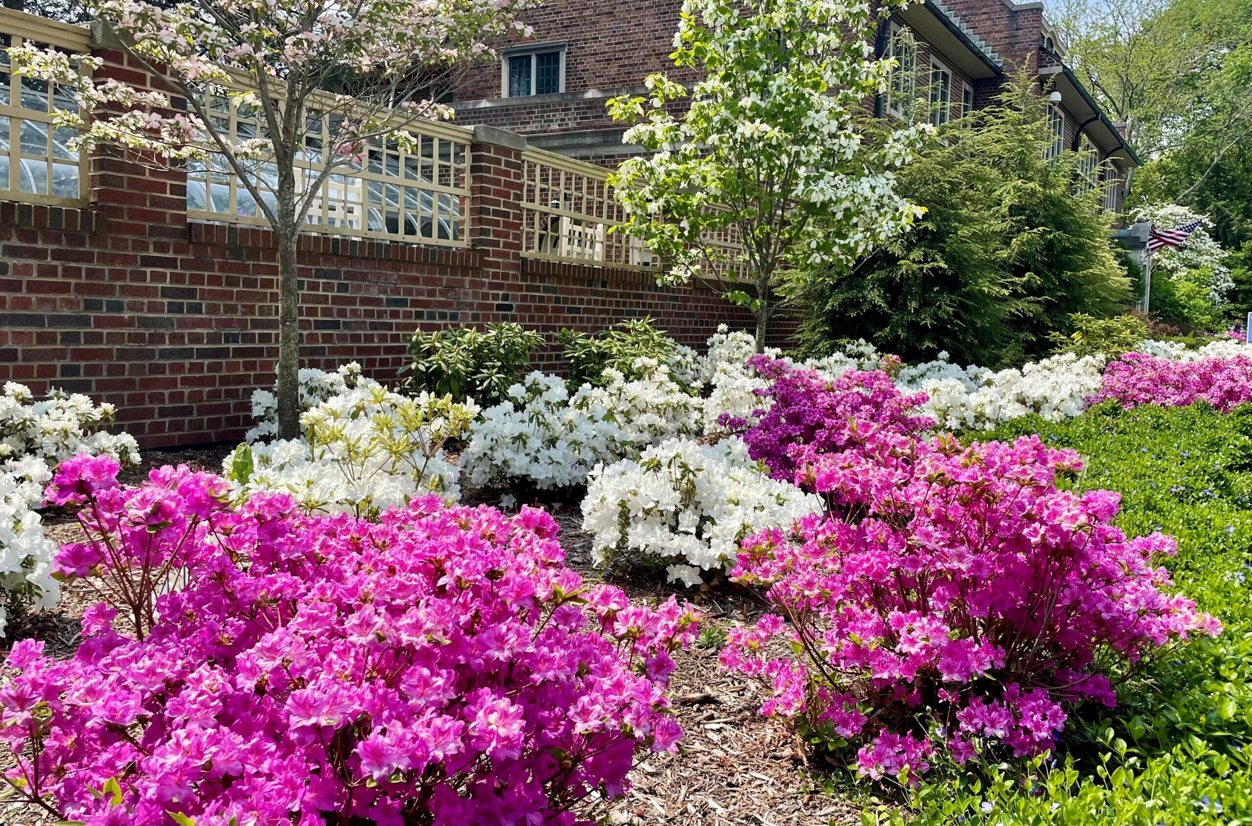 White and bright pink azaleas bloom in front of the historic home.