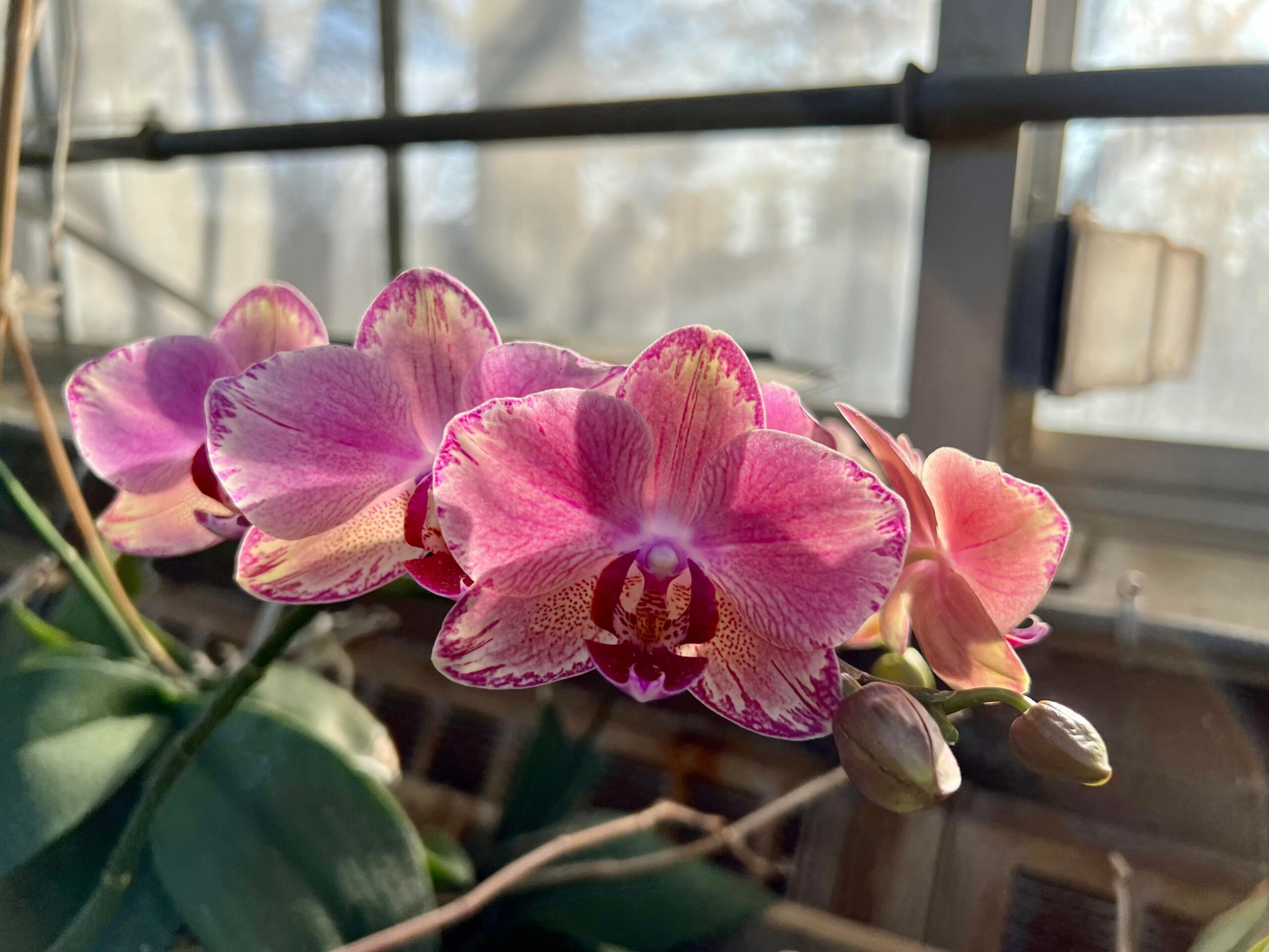 Two pink orchids in front of a window inside the Exhibition Greenhouse at Applewood.