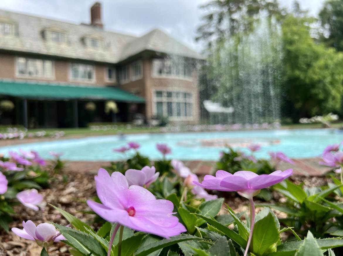 Purple flowers in focus with a blurred background of a swimming pool and Applewood Estate house.