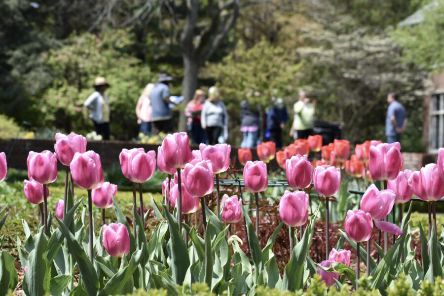 Blooming pink tulips in an Applewood Tours garden with people strolling in the background.