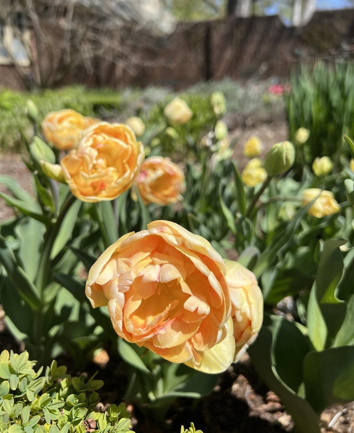 Close-up of vibrant orange-yellow tulips in bloom with lush green foliage, set against a softly blurred Applewood garden background.