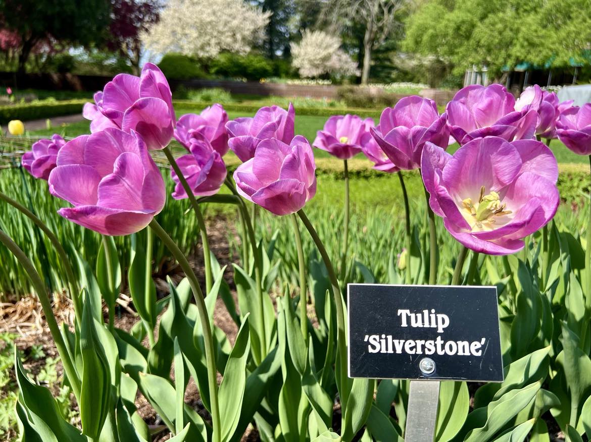 Bright purple tulips labeled 'silverstone' bloom in the Applewood Estate garden under a sunny sky, with trees and grass in the background.